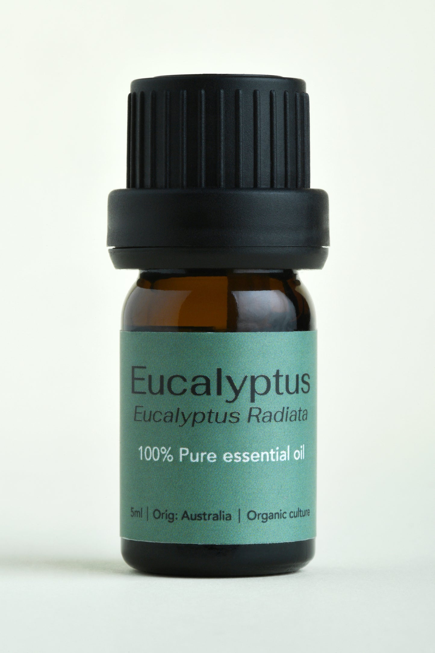 Eucalyptus (Eucalyptus radiata)